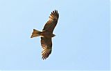 Black Kite